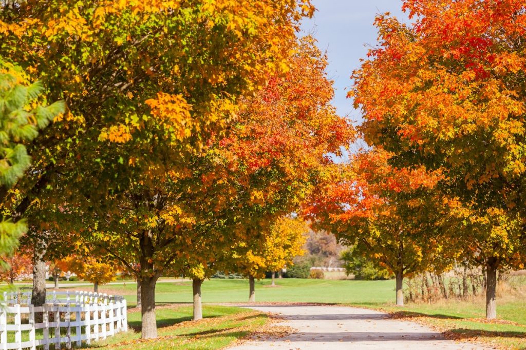 Fall-Themed Driveway Landscaping