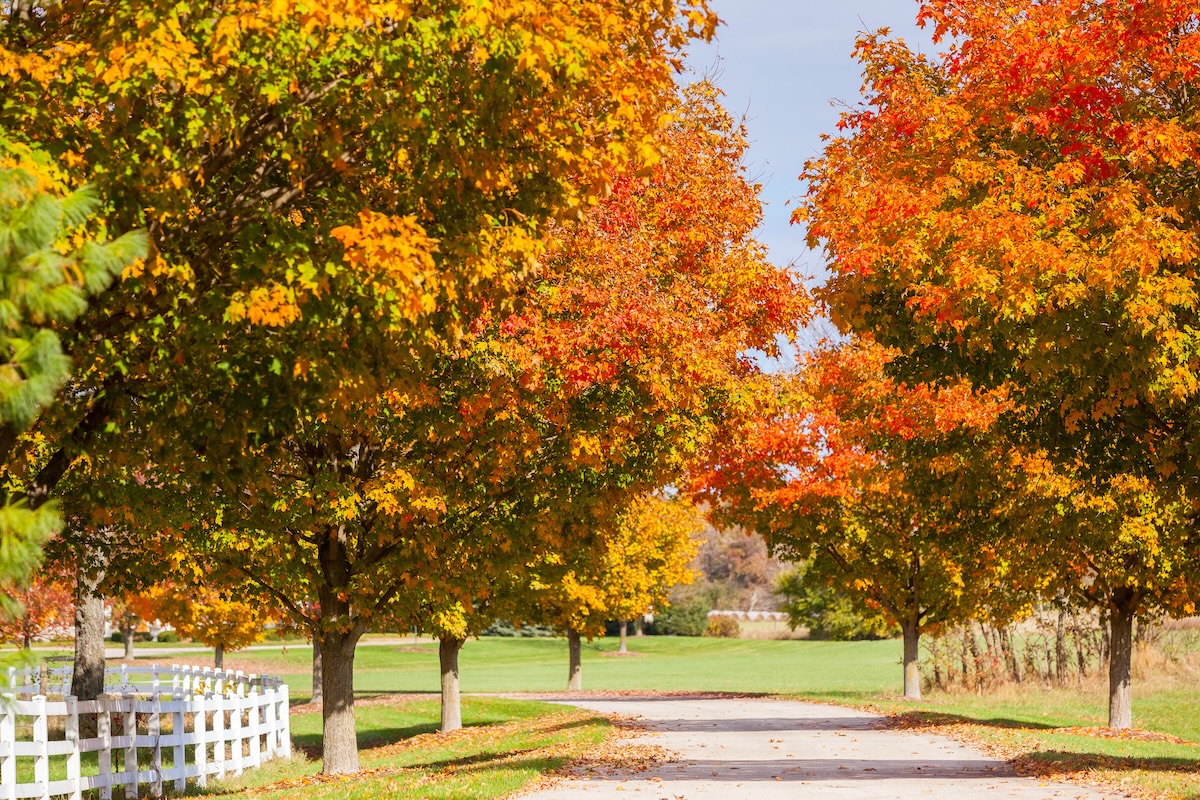 Read more about the article Fall-Themed Driveway Landscaping
