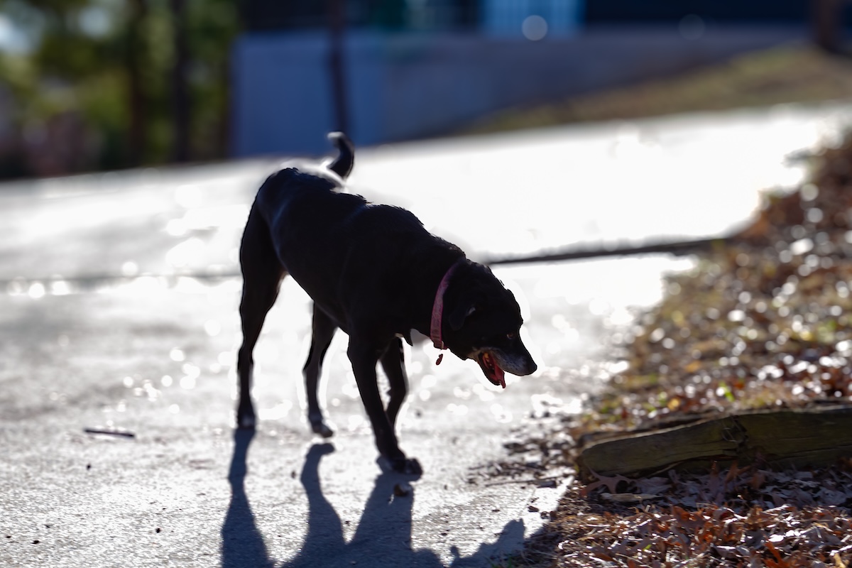 Read more about the article Tips for Keeping Pavement Safe for Dogs and Cats